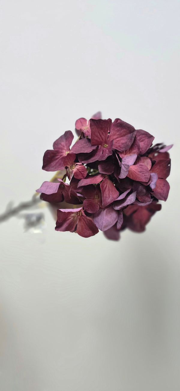 Hortensia Burgundy