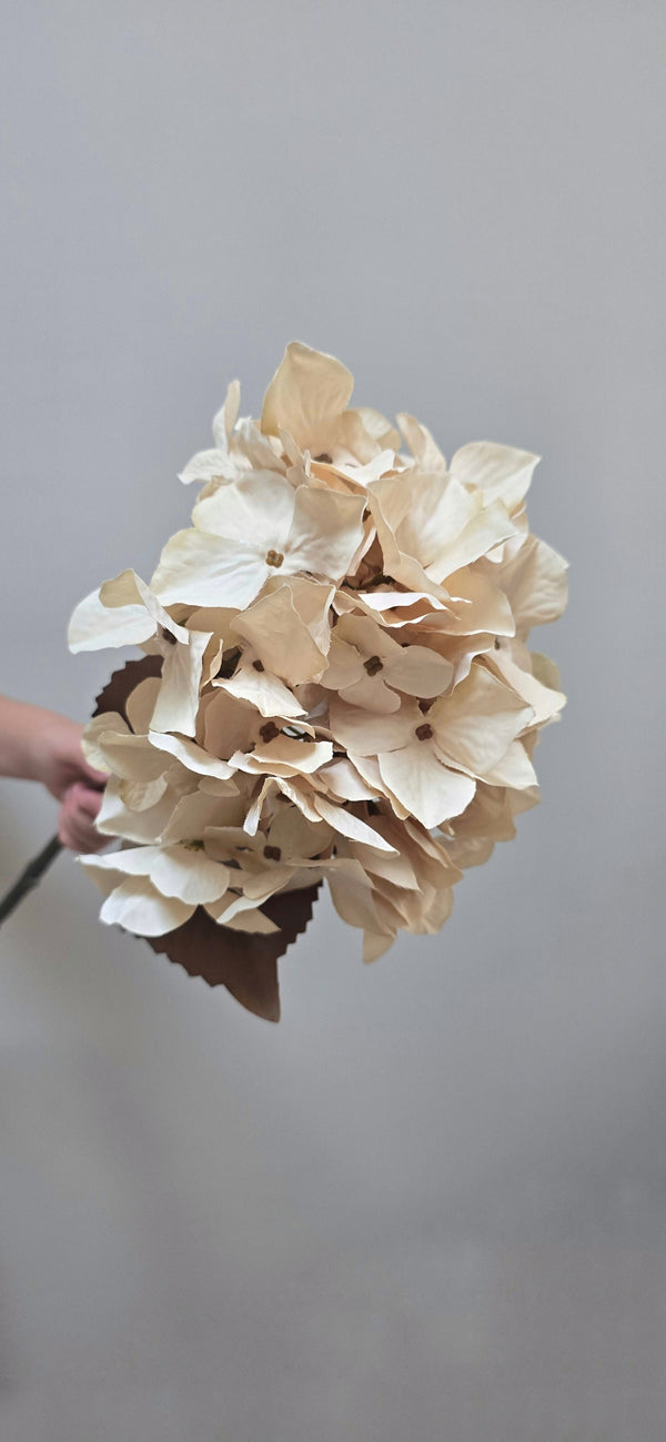 Hortensia Cream