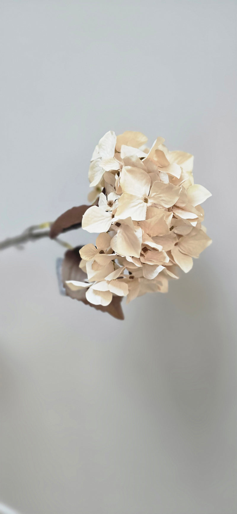 Hortensia Cream