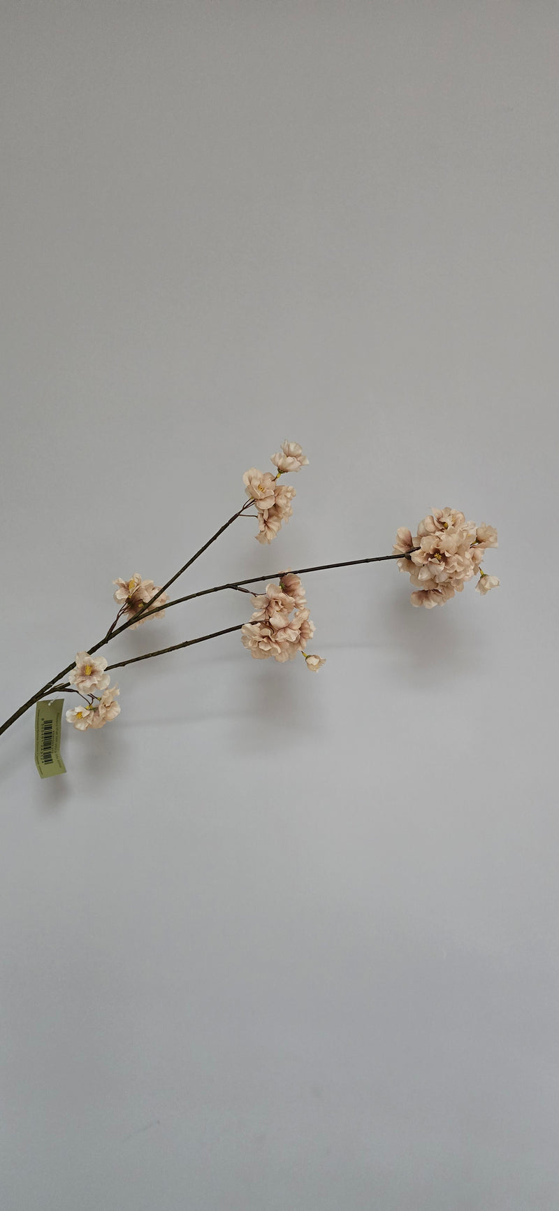 Bloesemtak Champagne