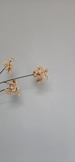 Bloesemtak Champagne