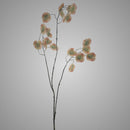 Silver dollar spray Pink