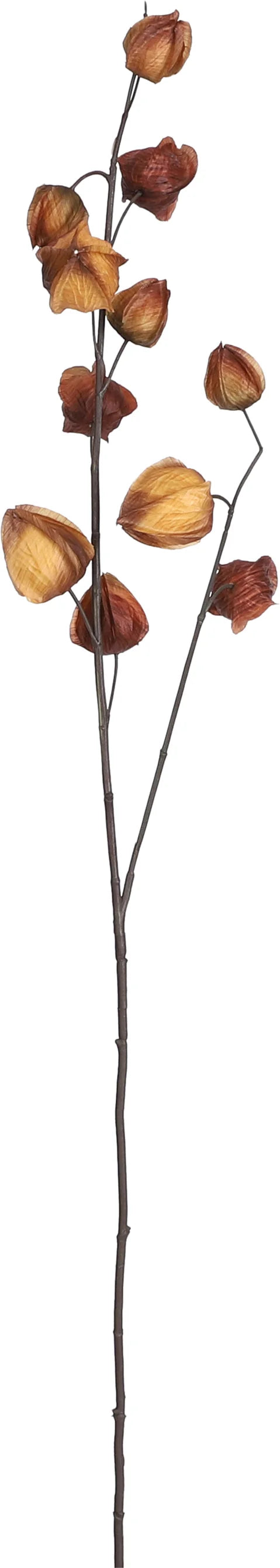 Chinese lampion bruin