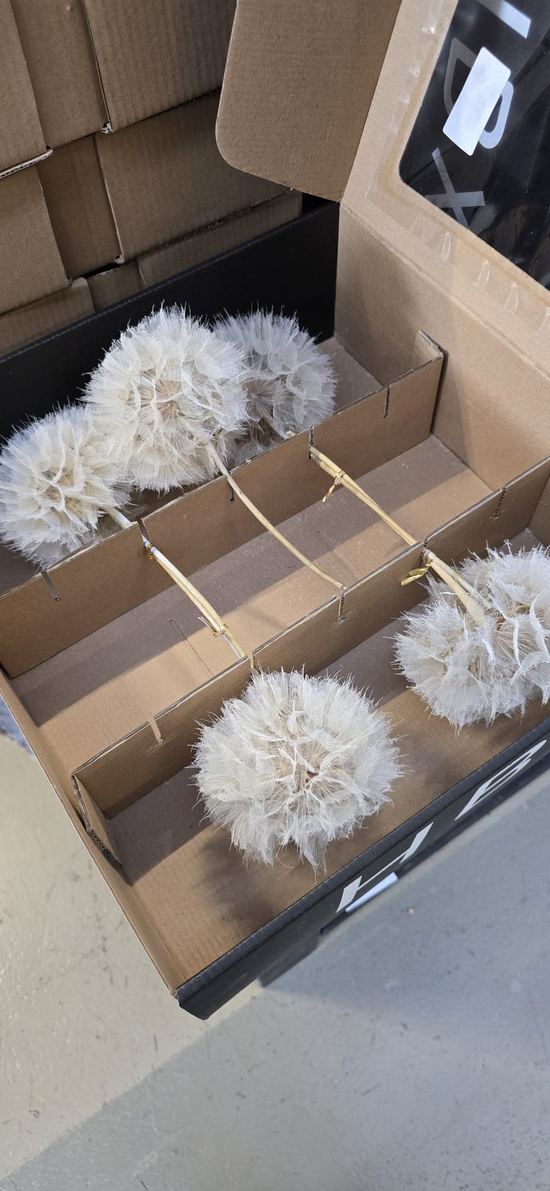 Set van 5 Dandelion