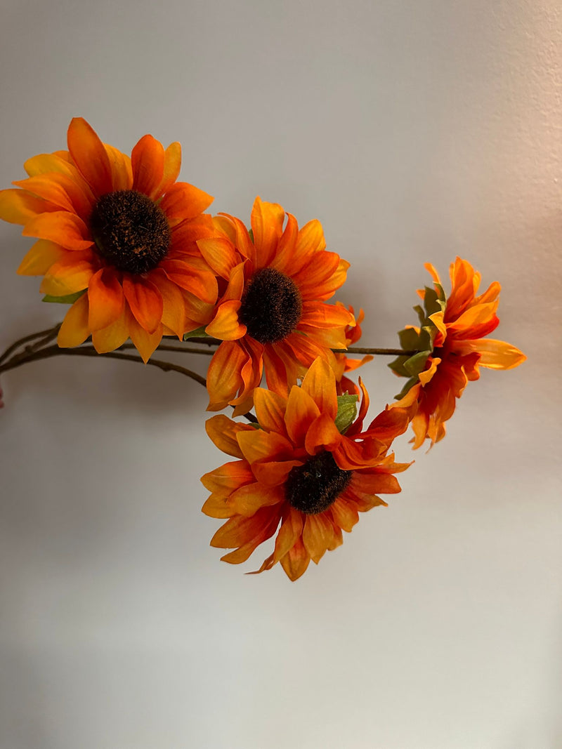 Sunflower bush Malibu orange