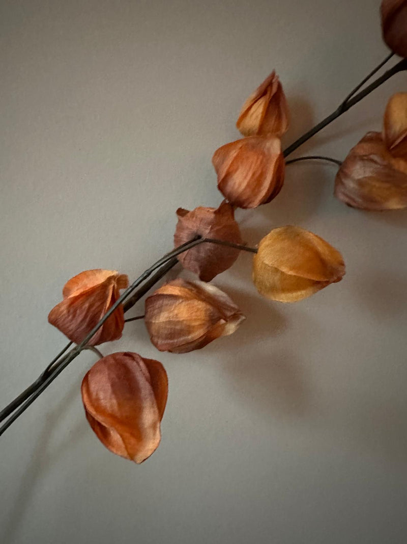 Chinese lampion bruin