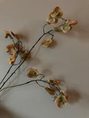 Silver dollar spray Pink