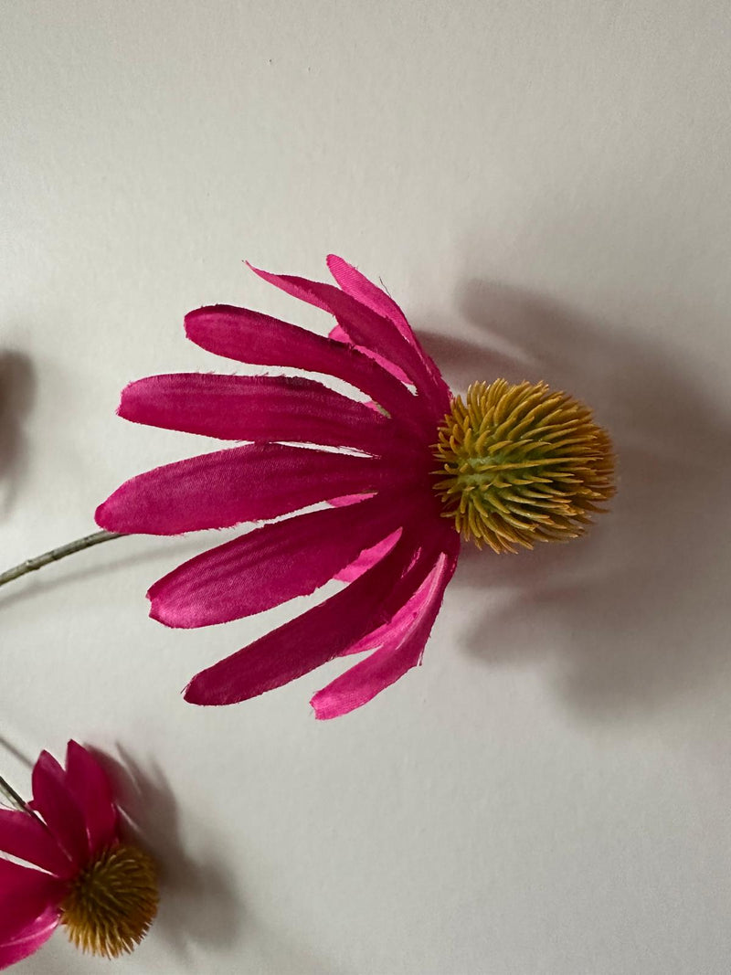 Echinacea spray Fuchsia