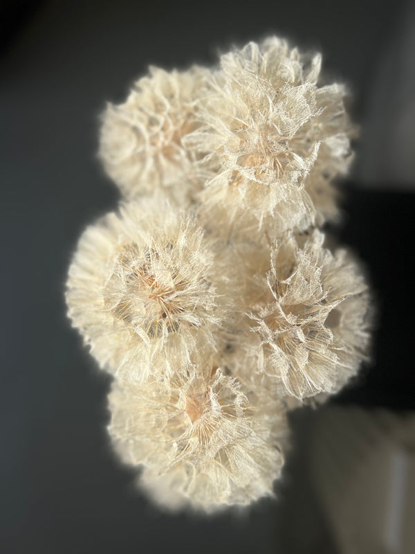 Set van 5 Dandelion
